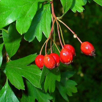 Hawthorn