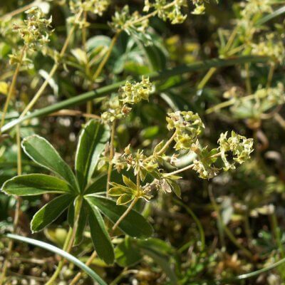 alchemilla